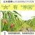 火龙果苗有根苗挂果产量高品种正宗可签合同