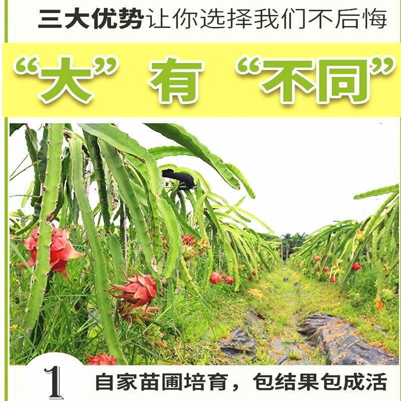 火龙果苗有根苗挂果产量高品种正宗可签合同