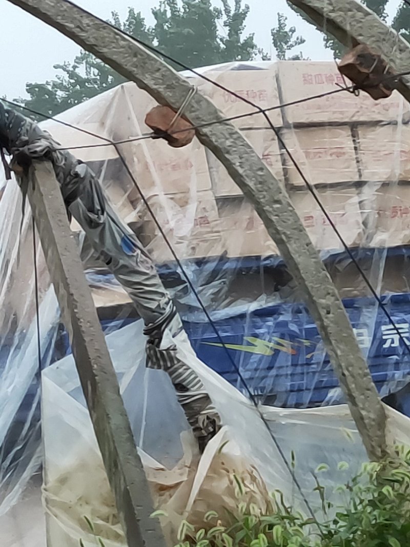 青梗白面散花菜花苗，常年供应各种花菜苗质量优美，尽快发货