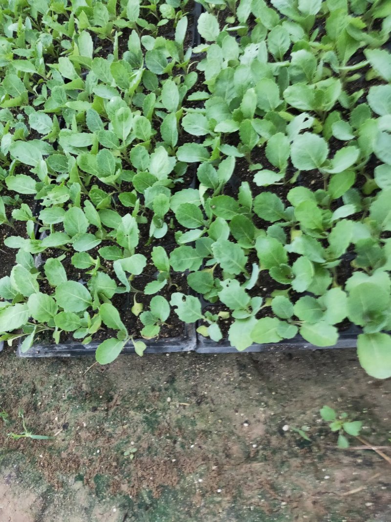 青梗白面散花菜花苗，常年供应各种花菜苗质量优美，尽快发货
