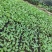 青梗白面散花菜花苗，常年供应各种花菜苗质量优美，尽快发货