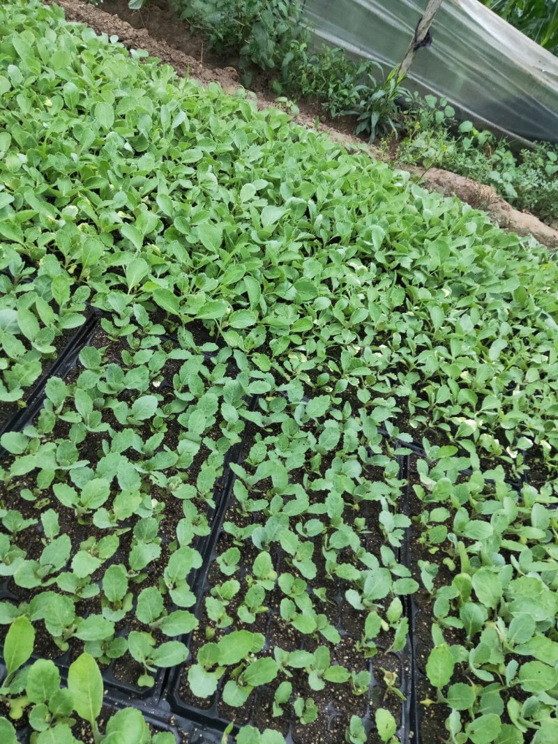 青梗白面散花菜花苗，常年供应各种花菜苗质量优美，尽快发货