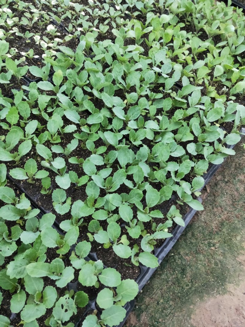 青梗白面散花菜花苗，常年供应各种花菜苗质量优美，尽快发货