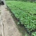 青梗白面散花菜花苗，常年供应各种花菜苗质量优美，尽快发货