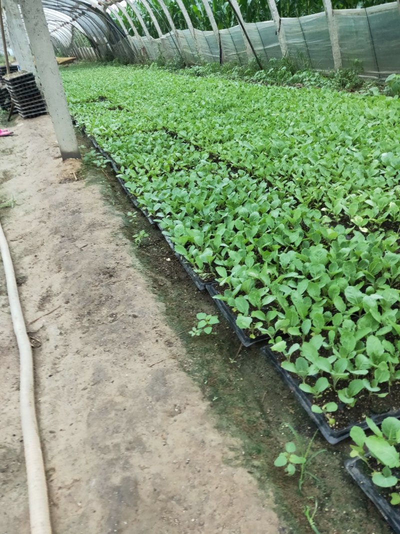 青梗白面散花菜花苗，常年供应各种花菜苗质量优美，尽快发货