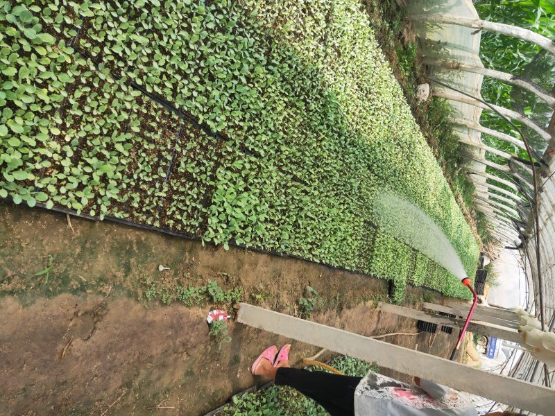 青梗白面散花菜花苗，常年供应各种花菜苗质量优美，尽快发货
