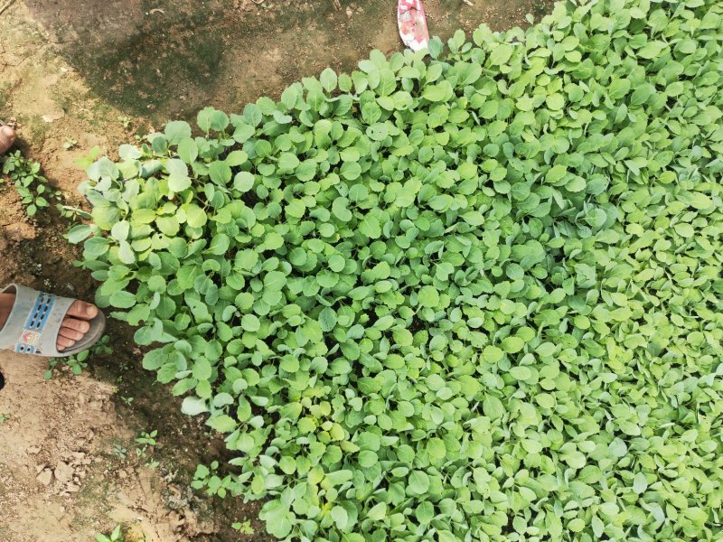 青梗白面散花菜花苗，常年供应各种花菜苗质量优美，尽快发货