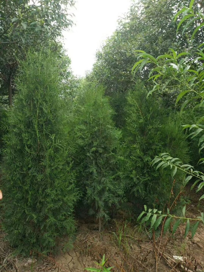 侧柏树