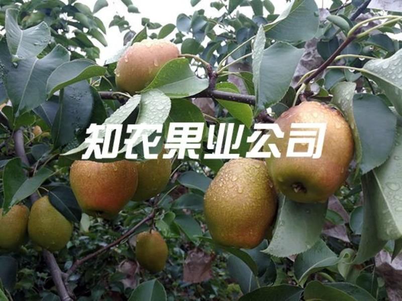 陕西蒲城红香酥梨、小香梨知农果业大量供应中