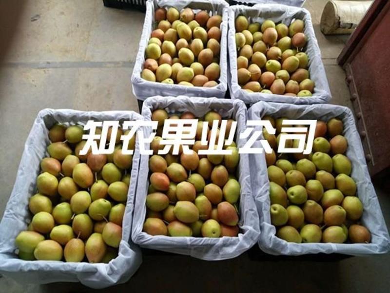陕西蒲城红香酥梨、小香梨知农果业大量供应中