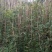 藤本植物凌霄花，长春藤