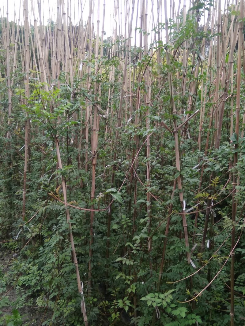 藤本植物凌霄花，长春藤