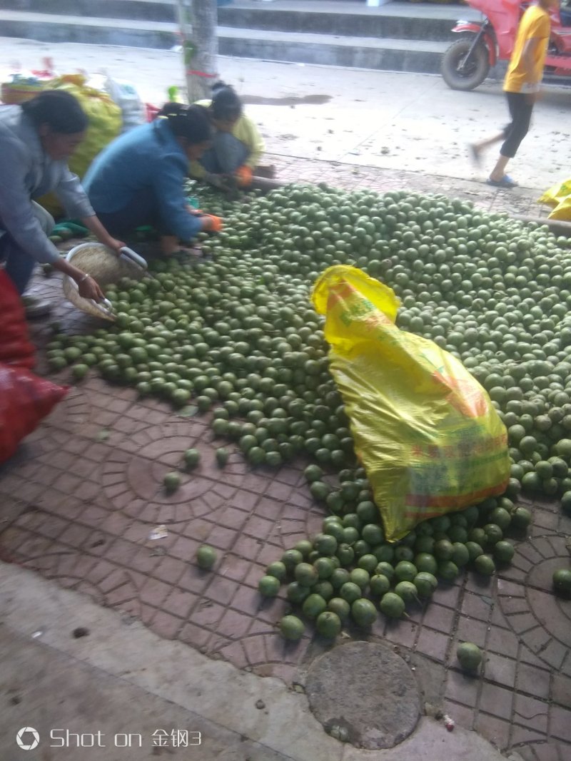 新疆白果