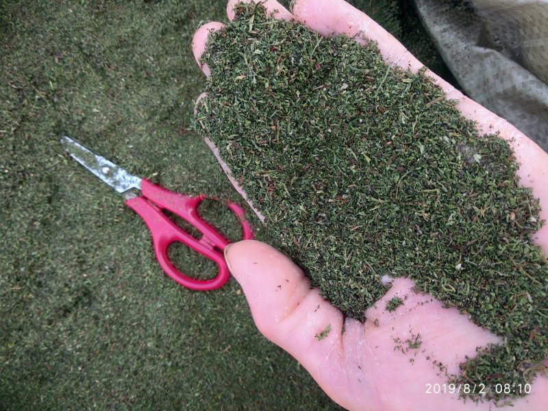 贵州铜仁全草类中药材野生青蒿纯叶干品色青绿无枝杆产地直发