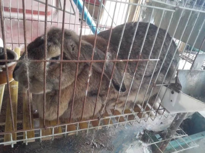 包运输公羊兔大型肉兔诚信经营欢迎咨询