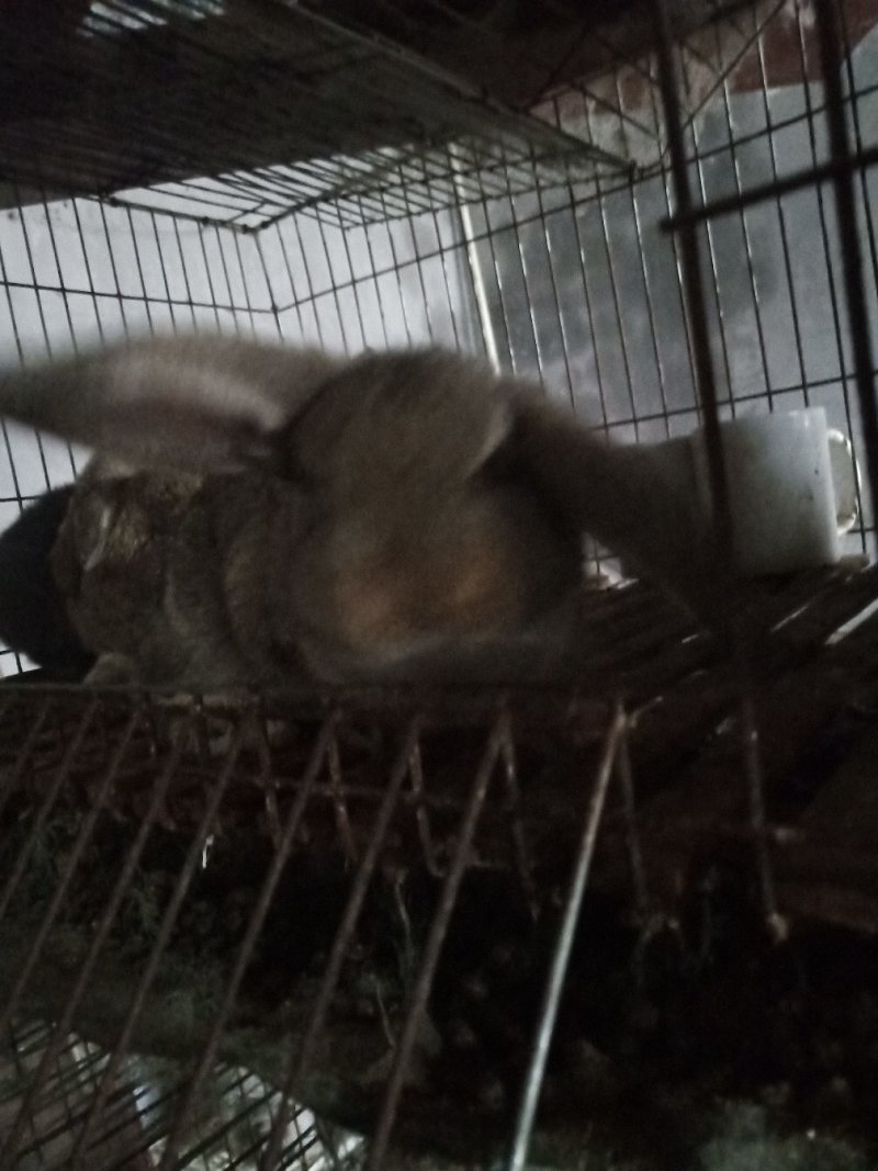 包运输公羊兔大型肉兔诚信经营欢迎咨询
