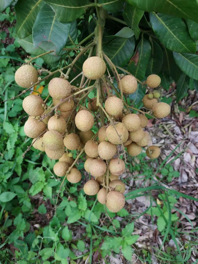 龙眼石硖储良
