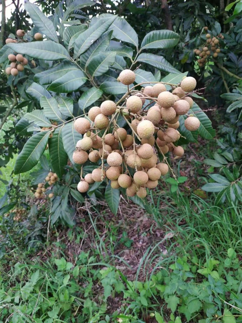 龙眼石硖储良