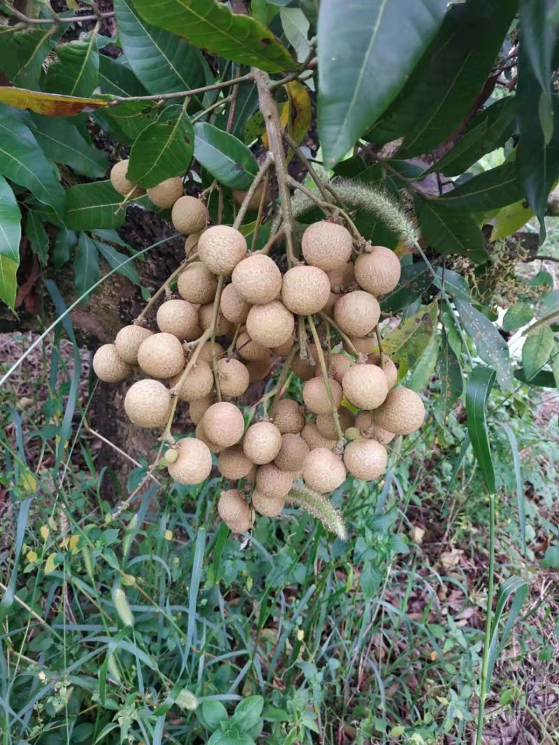 龙眼石硖储良