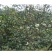 广西正宗传统压榨小籽山茶油茶籽油