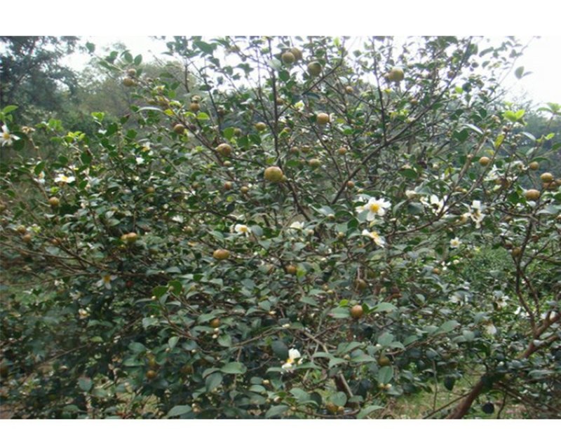 广西正宗传统压榨小籽山茶油茶籽油