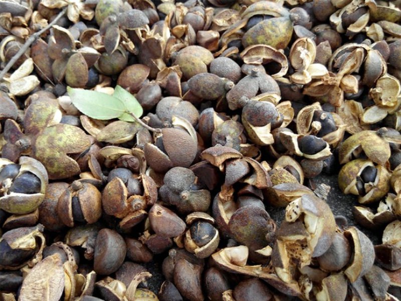 广西正宗传统压榨小籽山茶油茶籽油