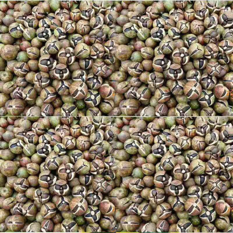 广西正宗传统压榨小籽山茶油茶籽油