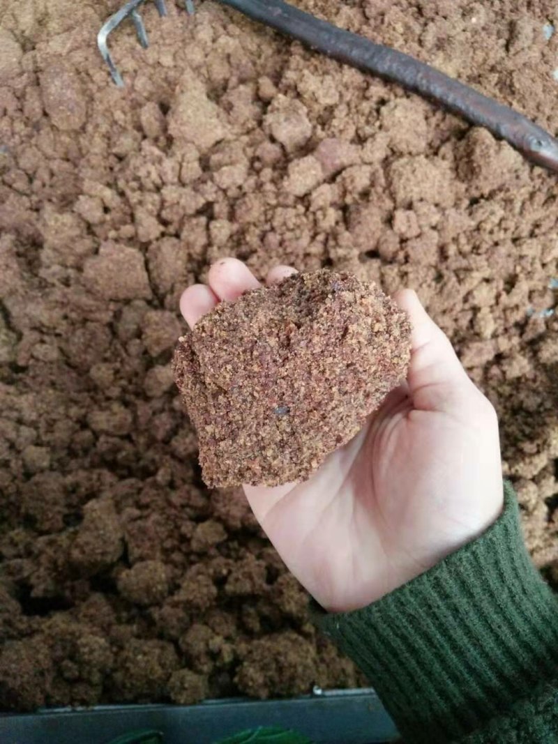 广西正宗传统压榨小籽山茶油茶籽油