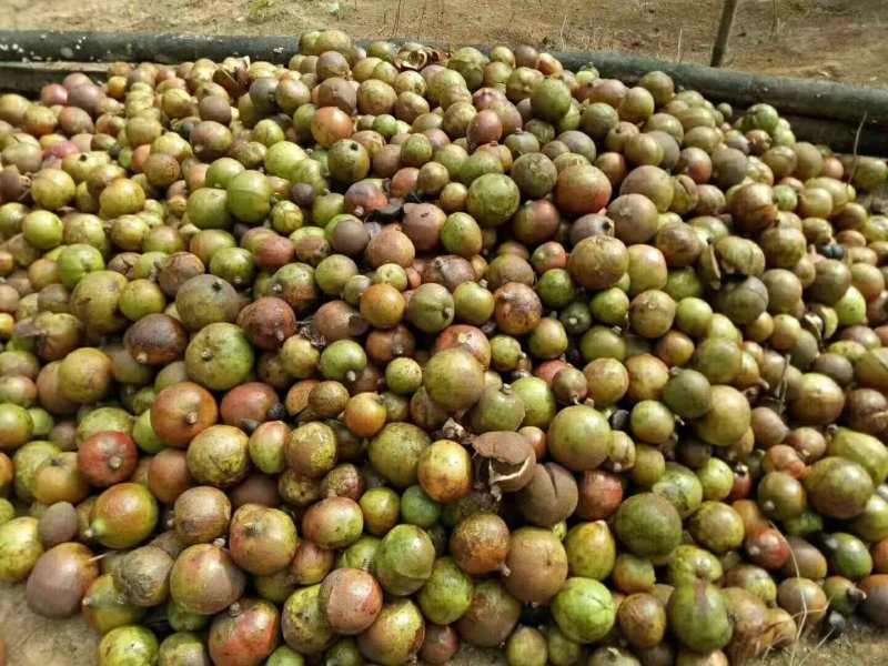 广西正宗传统压榨小籽山茶油茶籽油