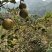 广西正宗传统压榨小籽山茶油茶籽油