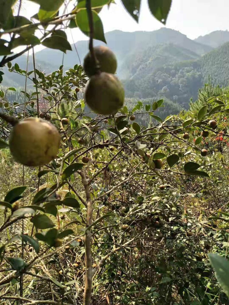 广西正宗传统压榨小籽山茶油茶籽油