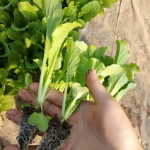 秋绿苗(麻叶青)，大白菜苗，基地直供，质量保证，成活率高