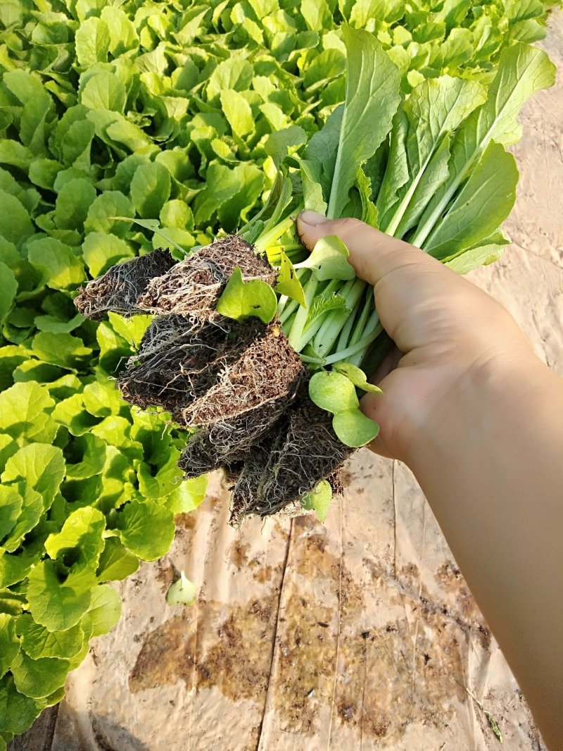 秋绿苗(麻叶青)，大白菜苗，基地直供，质量保证，成活率高