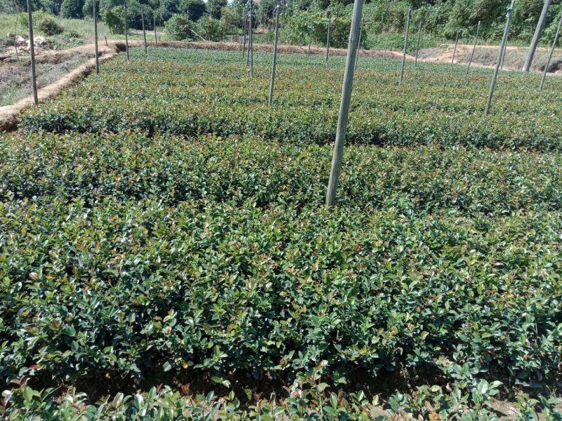 厂家直销茶梅小苗，茶梅色块苗灌木小苗