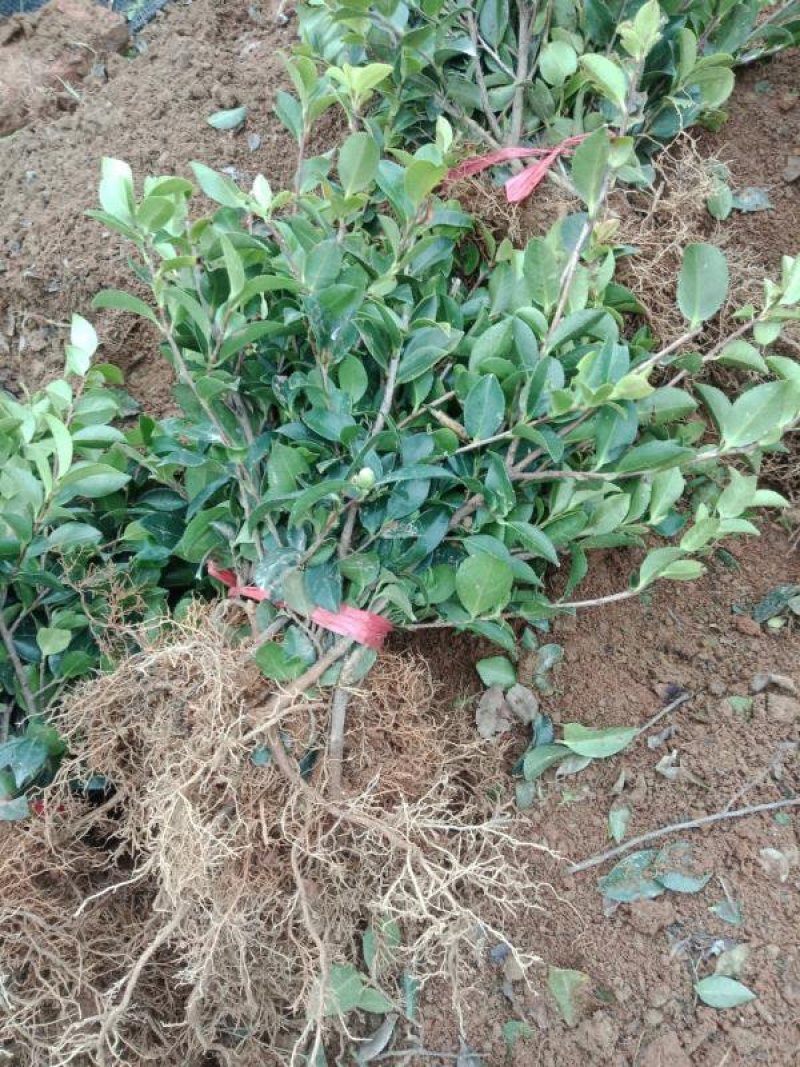 厂家直销茶梅小苗，茶梅色块苗灌木小苗