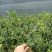 厂家直销茶梅小苗，茶梅色块苗灌木小苗