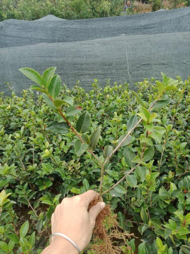 厂家直销茶梅小苗，茶梅色块苗灌木小苗