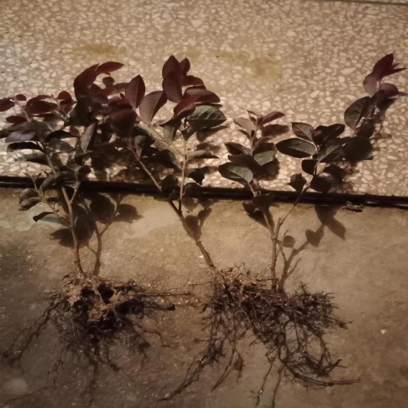 农户直线红花檵木色块苗红桎木苗