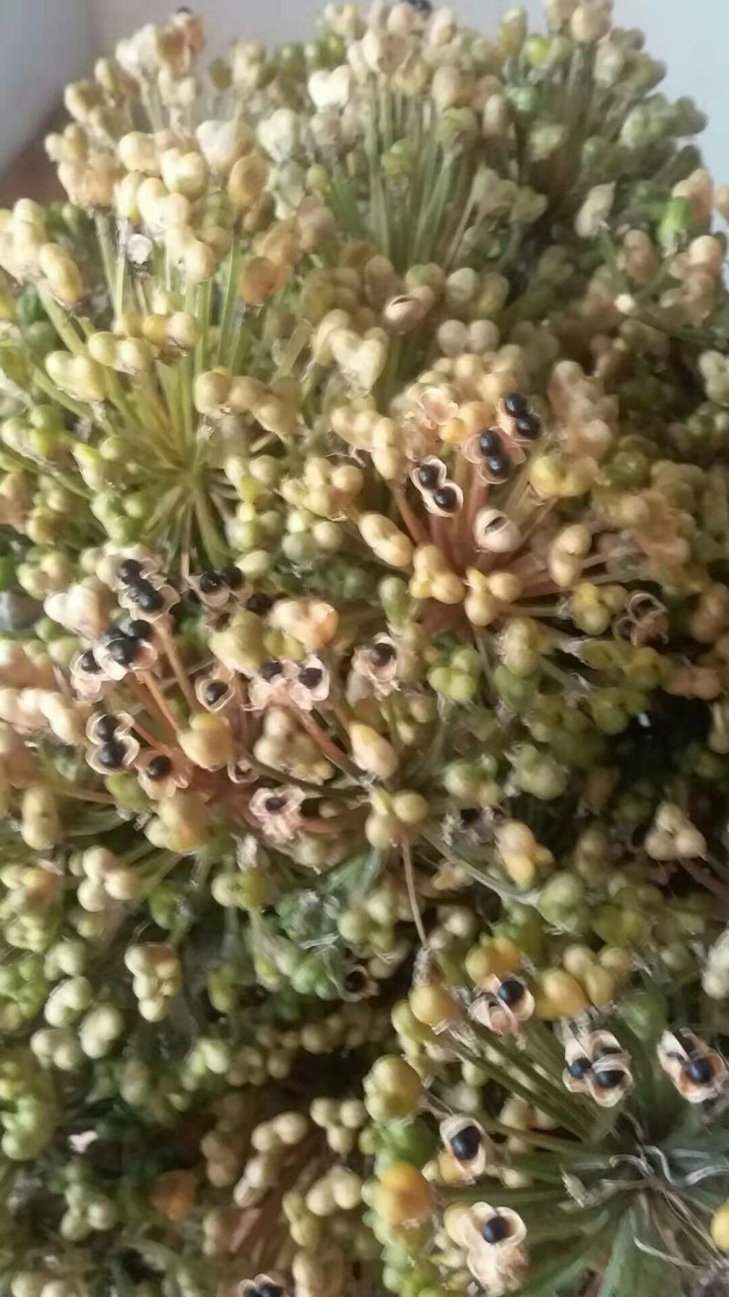 黑龙江野生寒葱籽，山葱籽