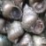 潜江养殖薄壳螺蛳，豹头多且大，有各种规格，服务新老客户
