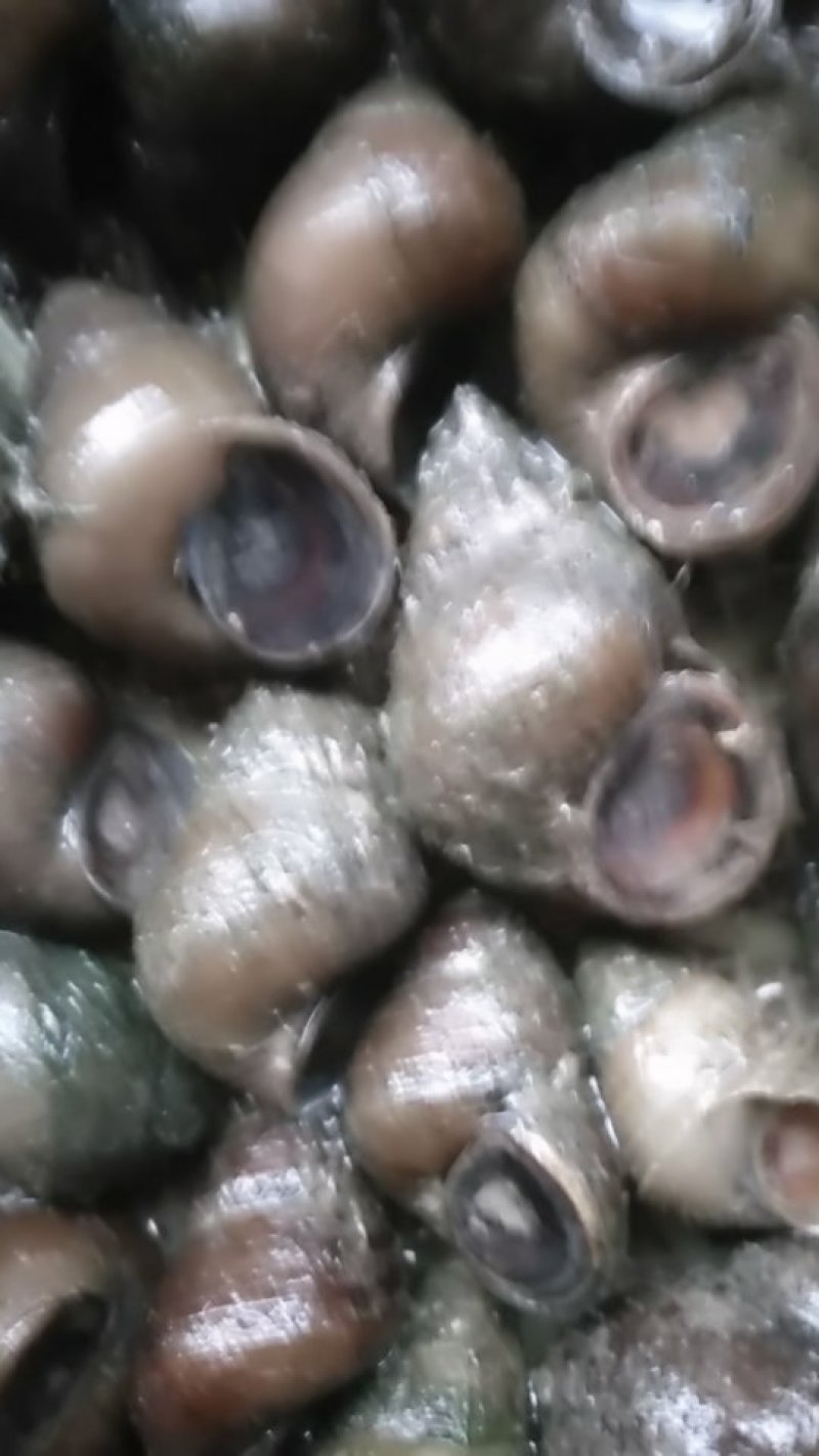 潜江养殖薄壳螺蛳，豹头多且大，有各种规格，服务新老客户