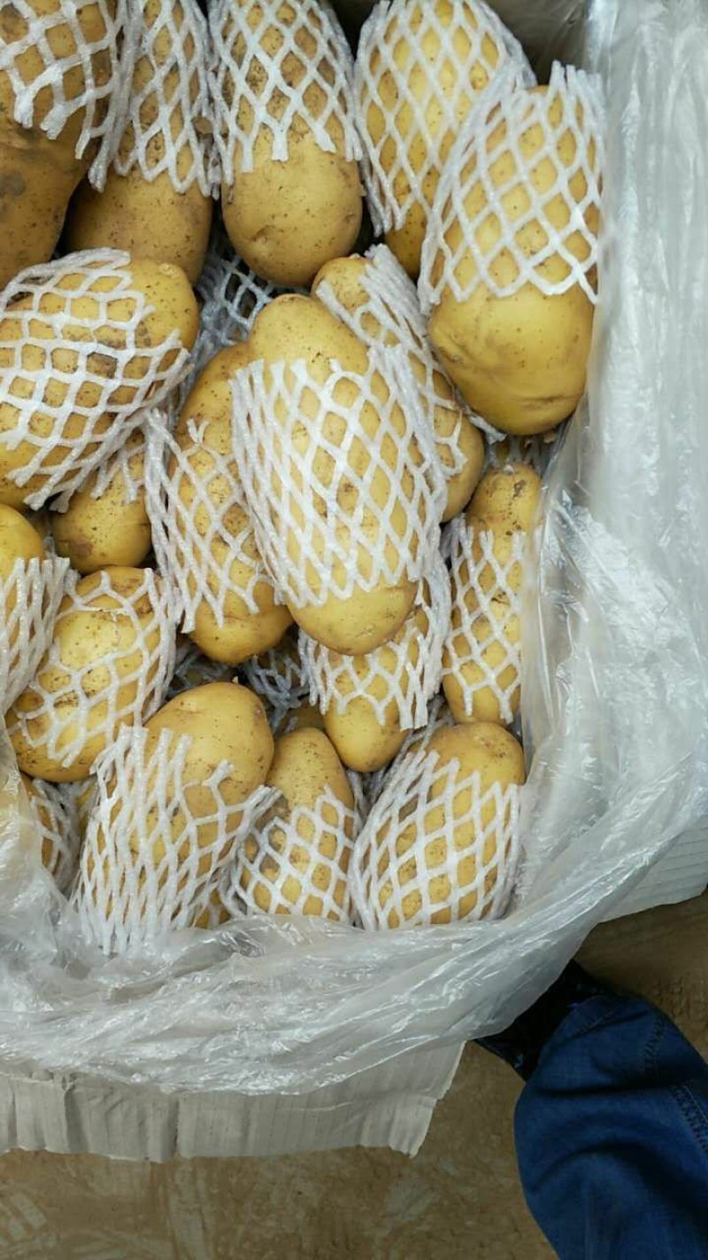 山东新土豆226土豆黄皮黄心4两以上3两以上通货