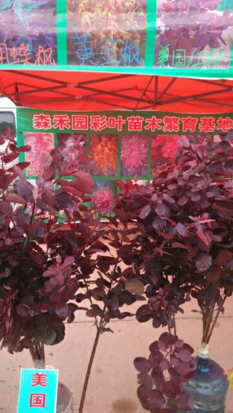 红栌，美国红栌，紫叶美国红栌，专业培育，自产自销一手货源