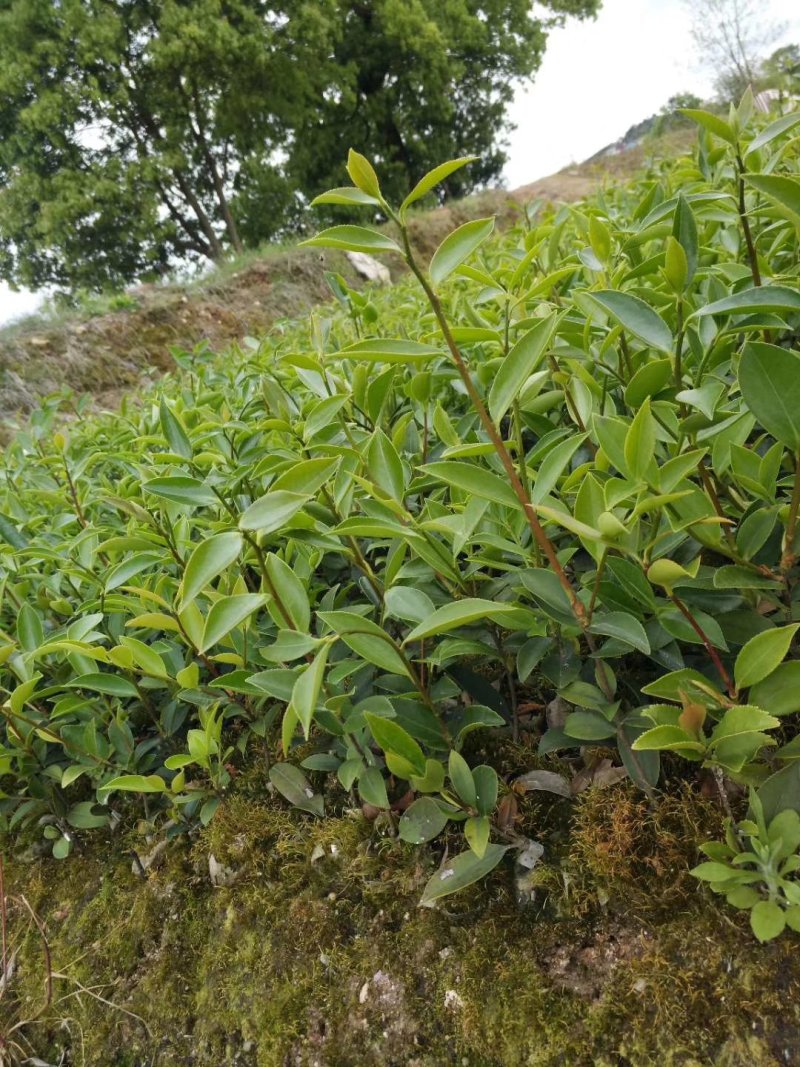 油茶苗直生苗茶子树苗嫁接白花油茶树苗带土