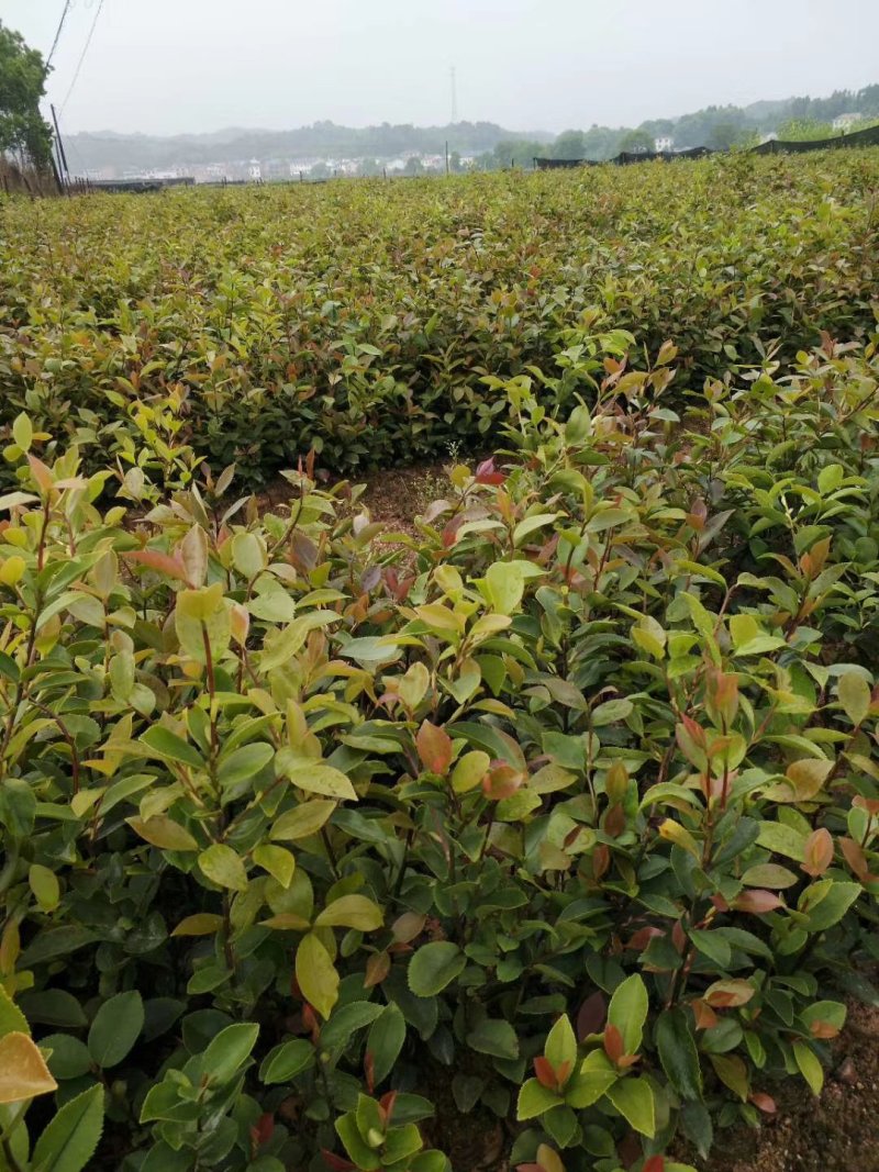 油茶苗直生苗茶子树苗嫁接白花油茶树苗带土