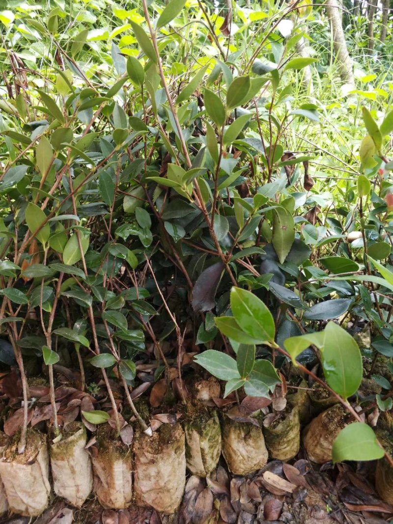 油茶苗直生苗茶子树苗嫁接白花油茶树苗带土