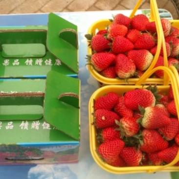 红颜草莓苗原原种（成活率高）红颜草莓