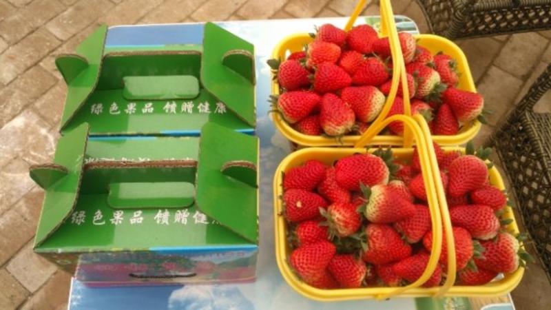红颜草莓苗原原种（成活率高）红颜草莓