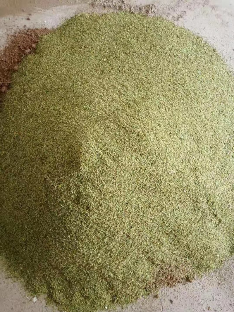 猫抓草种苗