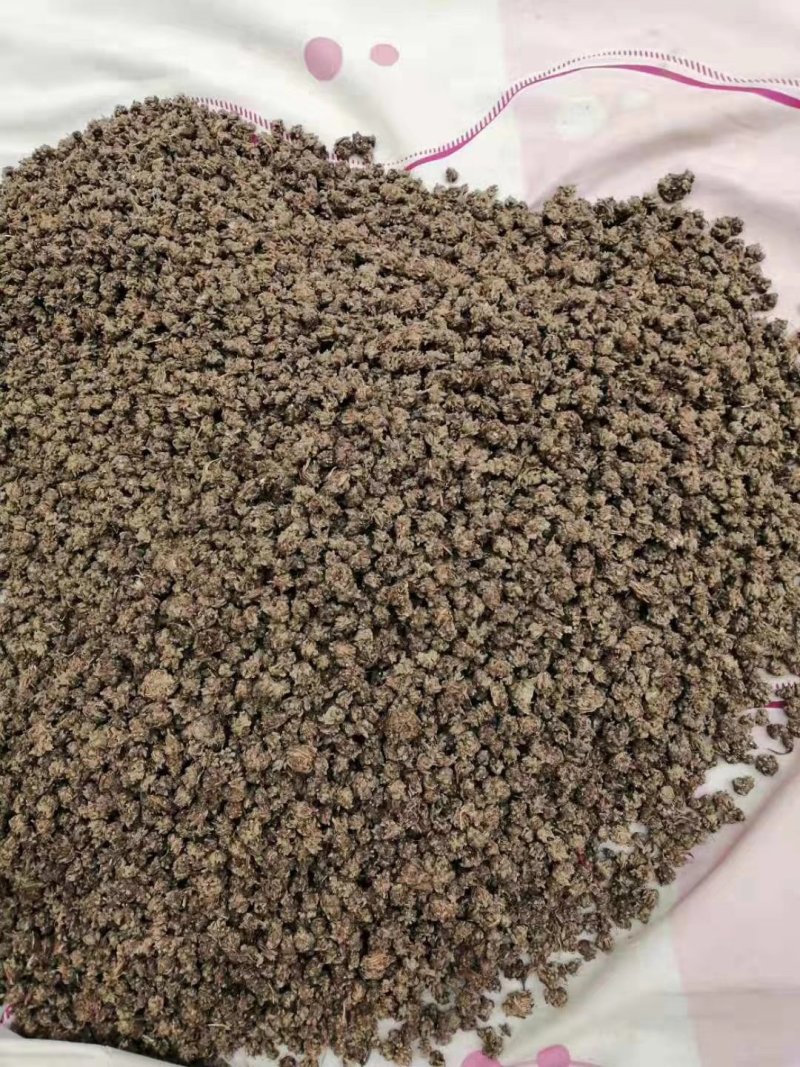 猫抓草种苗